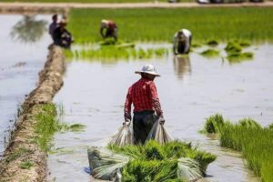 مزارع کشت برنج تایلند