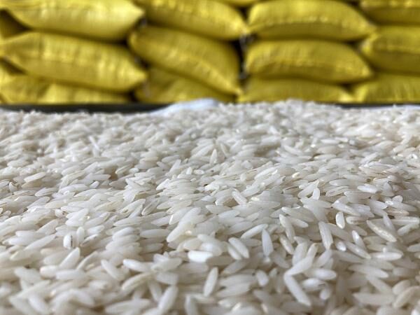 برنج تراریخته چطور تولید می شود