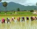مراحل برداشت برنج